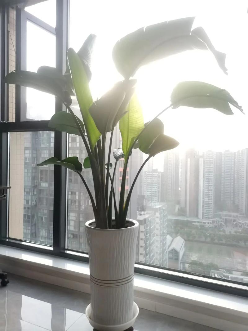 新啦啦啦高清影视,真实经典策略设计_VR型43.237