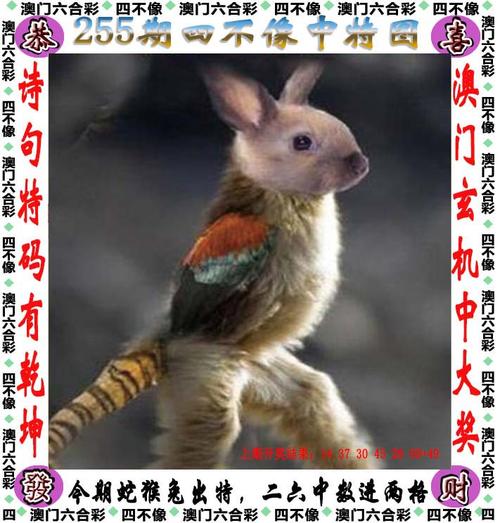 澳门一码一肖100%准确,设计策略快速解答_VR型43.237