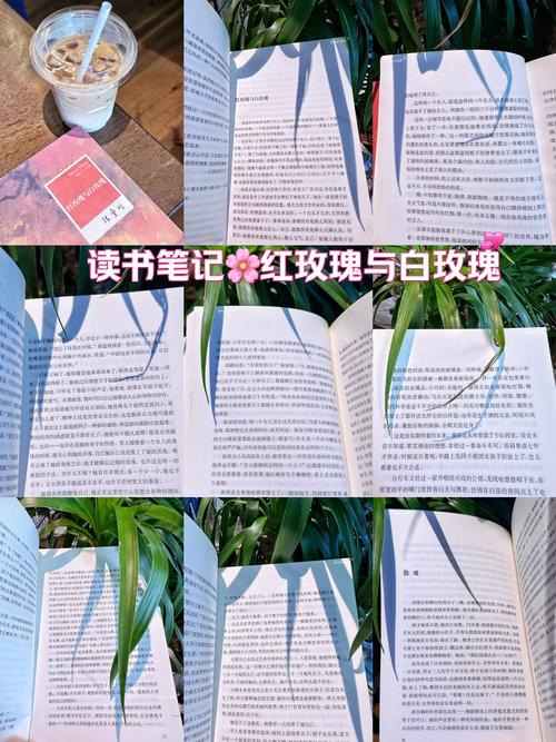 红玫瑰白玫瑰经典语录,绝对策略计划研究_社交版40.12.0