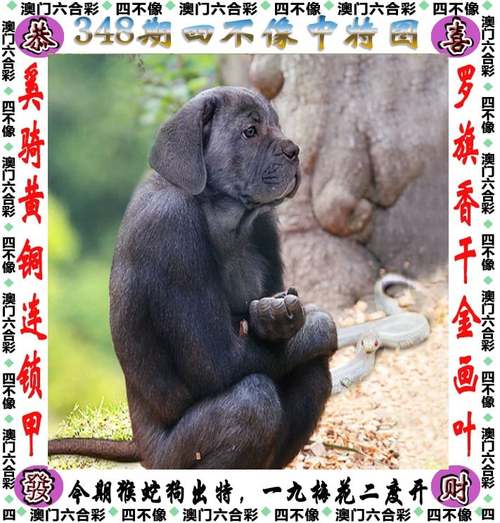 澳门正版传真资料大全免费,设计策略快速解答_整版DKJ656.74