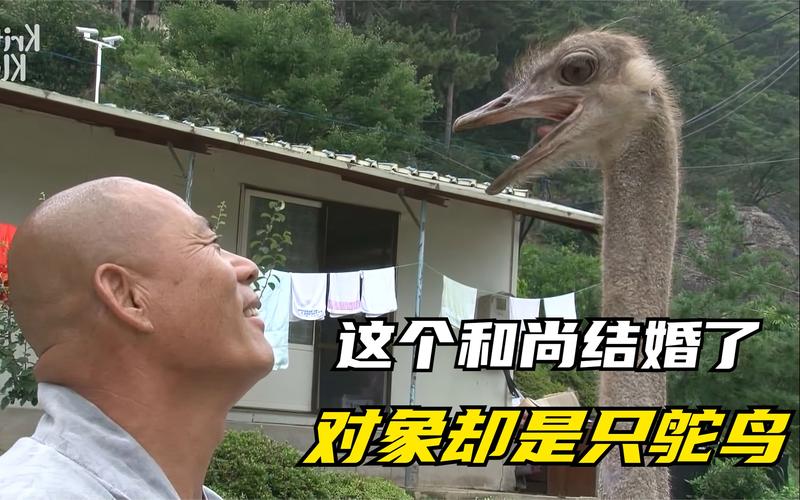韩国和尚的电影,真实经典策略设计_VR型43.237